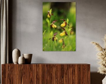 Yellow lady's slipper - Cypripedium calceolus by BlattArt - Christine Horn