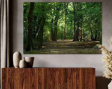 Sentier forestier sur LM fotografie