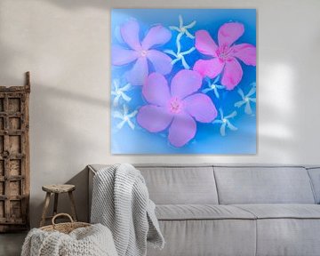 Drei rosa und lila Blumen auf dunkelblauem Hintergrund