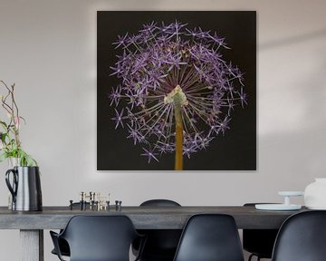 Allium van Karin Bakker Fotografie