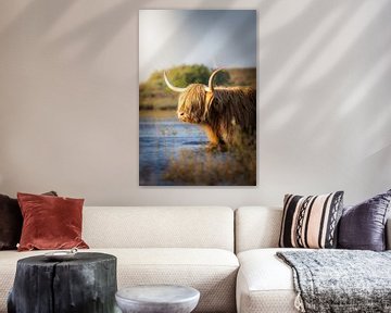Verkoeleinde Hooglander van van Veen Allround Photography