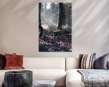 märchenhafte Wälder