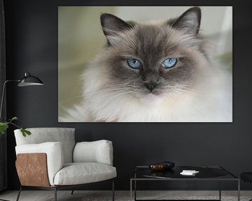 Ragdoll