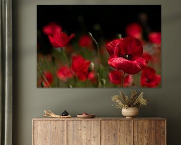 Rotes Mohnfeld im Sommer
