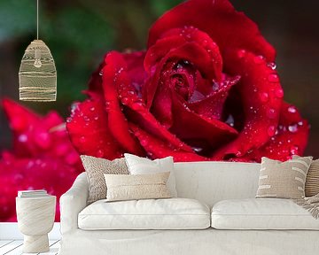 Roos in de tuin met druppels 