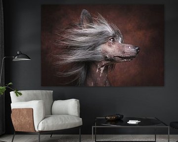 Chinese crested dog