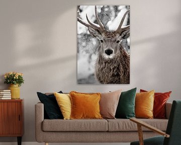 Winter Stag van Monika Strigel