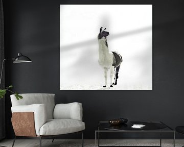 Llama Elegantie en eenzaamheid van Monika Strigel
