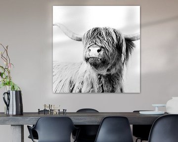 Hooglanders Frida van Monika Strigel