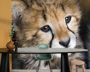 Cheetah by Marcel van Balken