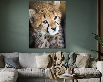 Jonge cheetah van Marcel van Balken