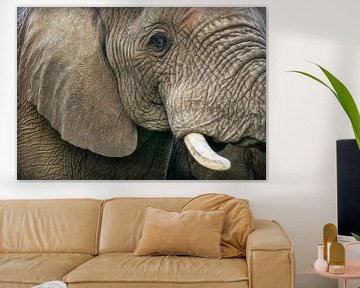 Head of elephant by Marcel van Balken