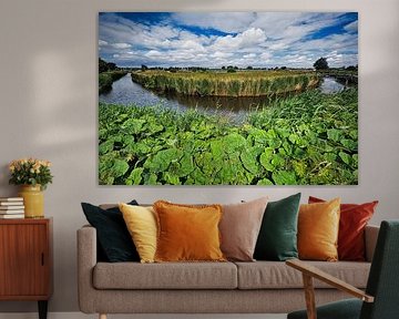 Greater coltsfoot in the Wogmeer by peterheinspictures