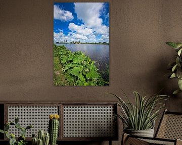 Greater Hoofleaf along the North Holland Canal by peterheinspictures