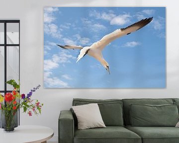 Gannet in flight