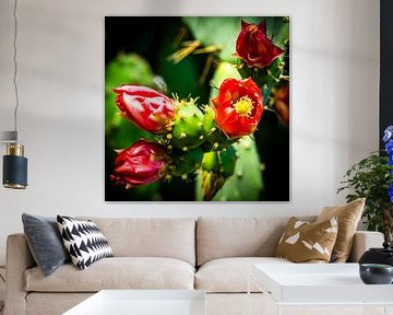 Blüte Feigenkaktus von Dieter Walther