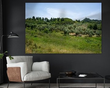 Olive tree plantation in a Greek-Mediterranean landscape by Animaflora PicsStock