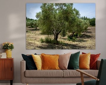 Olive tree plantation in a Greek-Mediterranean landscape by Animaflora PicsStock