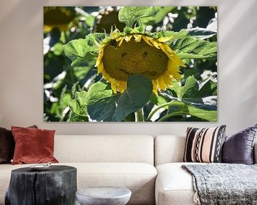 A sunflower in the garden by Claude Laprise