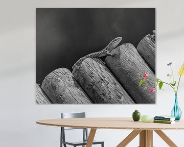 Le Gekko dans BNW sur Martijn Jebbink Photography