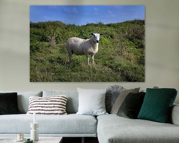Schaap in natuur gebied van Albert Brunsting