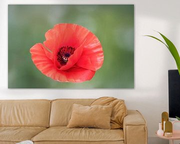 "Papaverbloem" in de delicate gloed van de zomer van Christina Bauer Photos