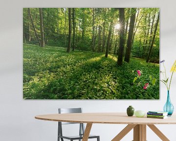 Forêt d'ail des ours sur Anselm Ziegler Photography