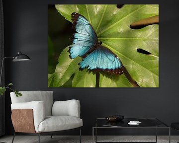 Ruhender blauer Schmetterling