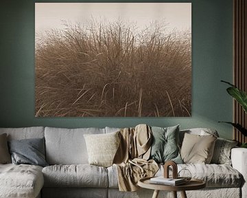 Grass in sepia