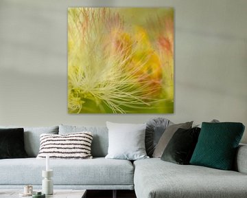 Soft colorful voice of nature. van Alie Ekkelenkamp