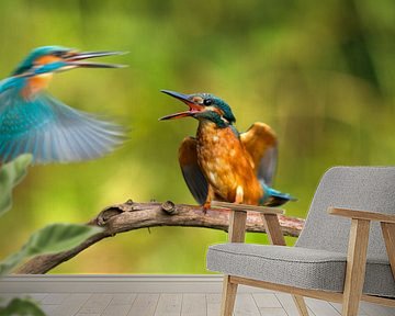 kingfishers in battle by Berry Brons