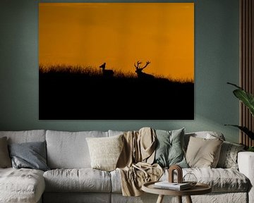 red deer with sunset by Berry Brons