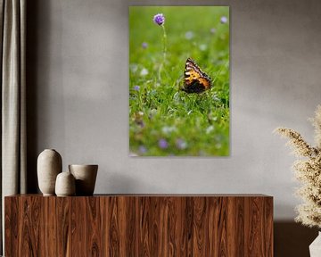 Delicacy in disguise - a butterfly in focus by Christina Bauer Photos
