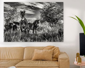 Poneys de l'Exmoor dans la forêt d'Amsterdam sur Marco Rutten