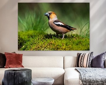 Hawfinch in the Lemelerberg forest