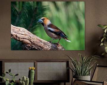 Hawfinch in the Lemelerberg forest