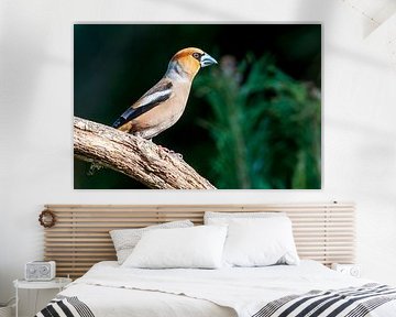 Hawfinch in the Lemelerberg forest