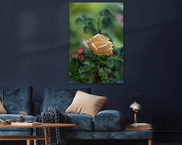 Regendruppels op een tere rozenbloesem van Christina Bauer Photos