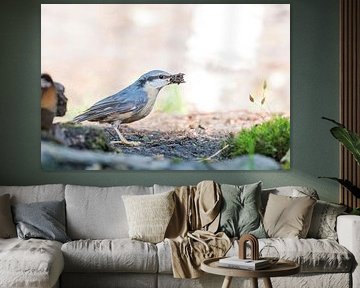 Nuthatch in the forest.