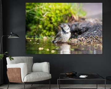 La mésange huppée