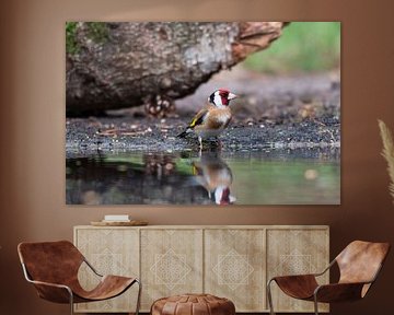 Goldfinch by the water by Merijn Loch