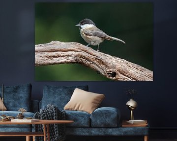 blackcap at Lemele