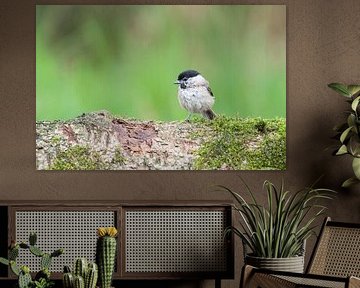 blackcap at Lemele