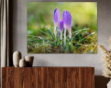 Makro von lila Krokus Blumen im Garten von ManfredFotos