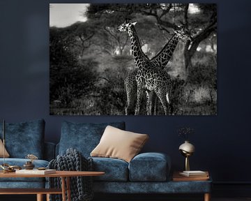 Girafes en Tanzanie noir et blanc