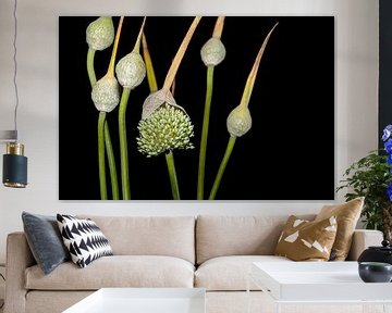 La sphère de l'oignon, Alium sur SO fotografie