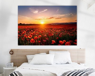 Klaprozen in de gouden zonsondergang van Christina Bauer Photos