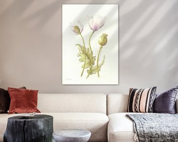 Papaver van Esthers Nature Studio