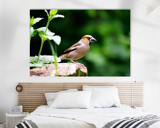 Aperçu de la chambre