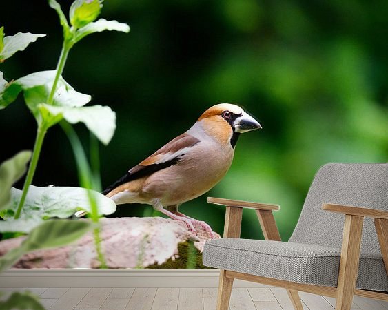 Aperçu de la chambre